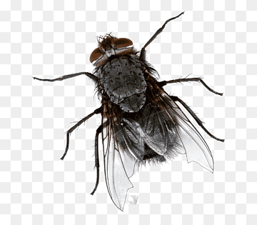 brown and black fly, Insect Cockroach Fly-killing device Mosquito, Flies Background, animals, pest Control, mouse png
